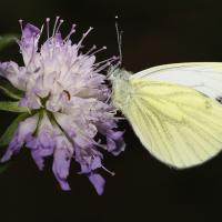 Pièride du navet (Pieris napi)