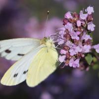 Pièride du navet (Pieris napi)