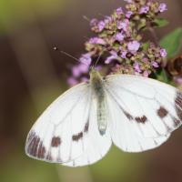Pièride du navet (Pieris napi)