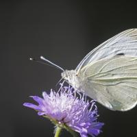 Pièride de la rave (Pieris rapae)