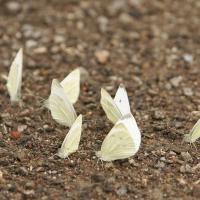 Pieride de la rave (Pieris rapae)