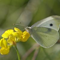 Pieride de la rave (Pieris rapae)