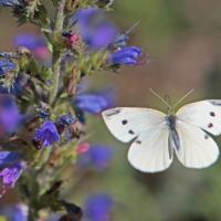 Pièride de la rave (Pieris rapae)
