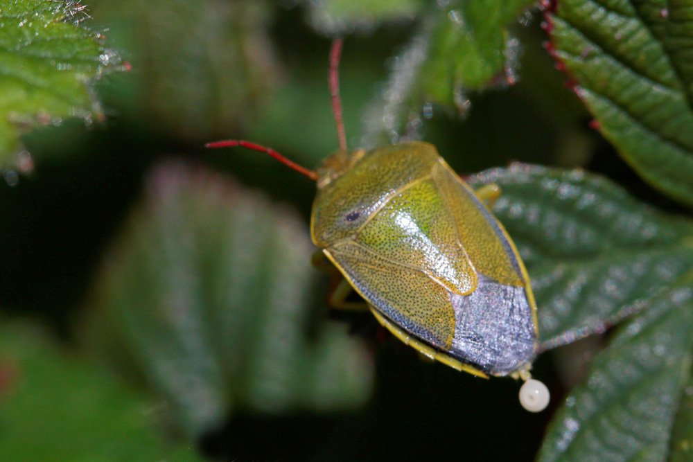 Piezodorus lituratus