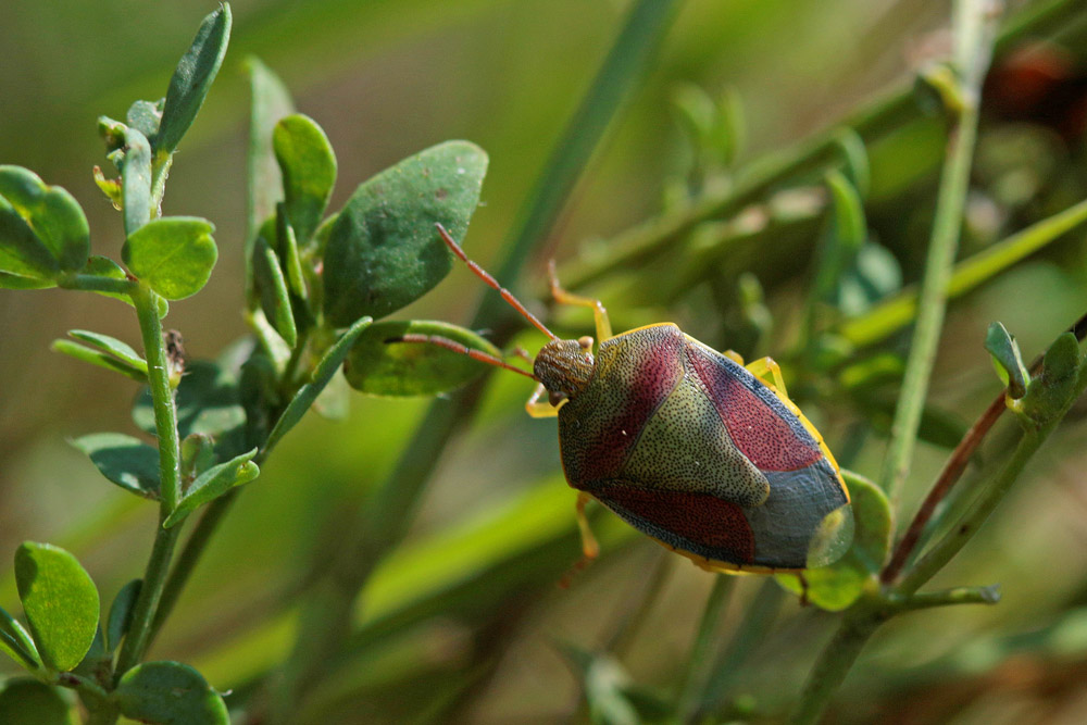 Piezodorus lituratus
