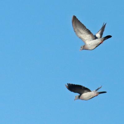 Pigeon colombin (Colomba oenas)