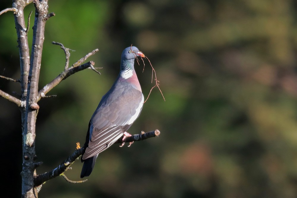 Pigeon ramier (Columba palumbus)