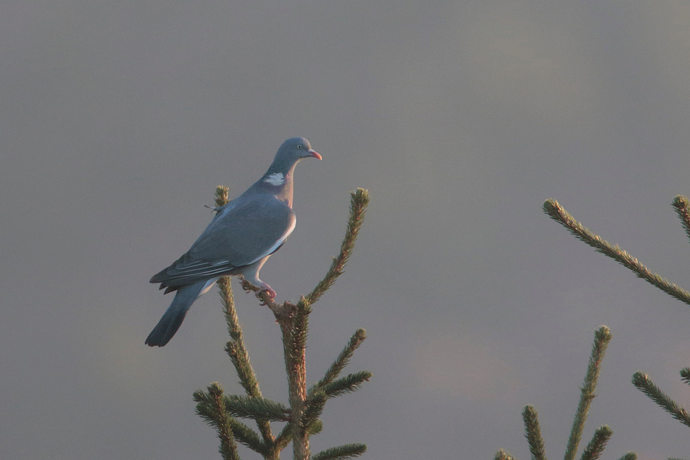 Pigeon ramier (Columba palumbus)
