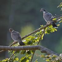 Pigeon ramier (Columba palumbus)