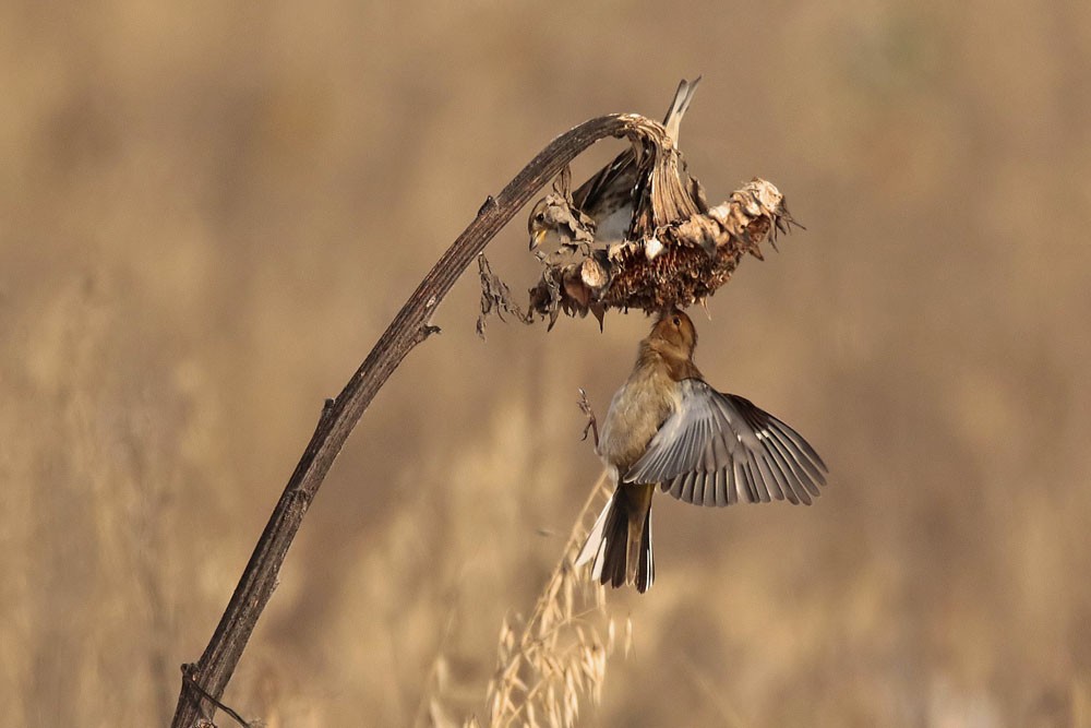 Pinson des arbres (Fringilla coelebs)