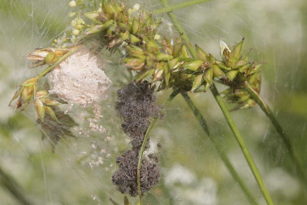 Pisaure étonnante (Pisaura mirabilis)
