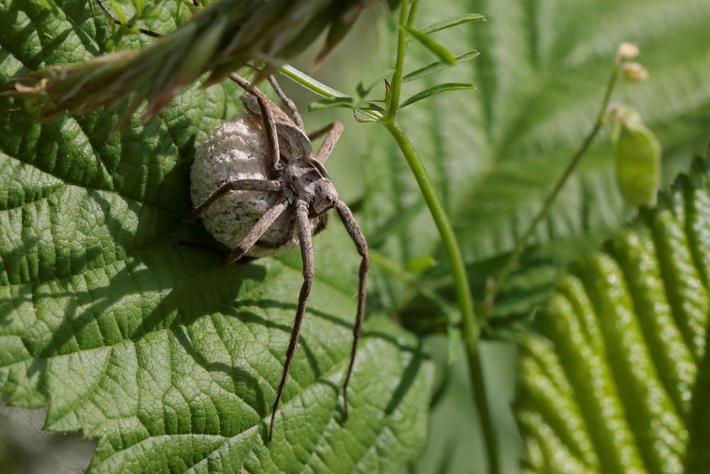 Pisaure étonnante (Pisaura mirabilis) femelle avec son cocon.