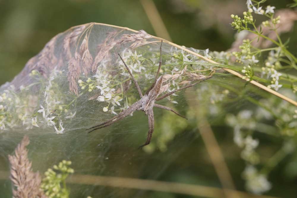 Pisaure étonnante (Pisaura mirabilis)