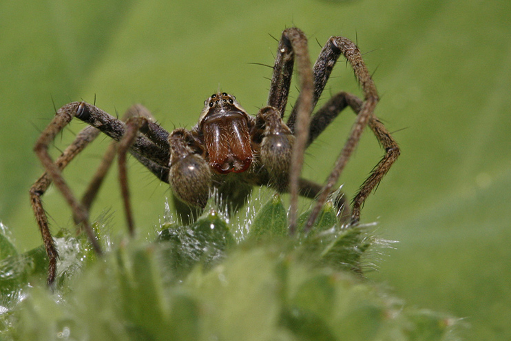 Pisaure étonnante (Pisaura mirabilis)  mâle.