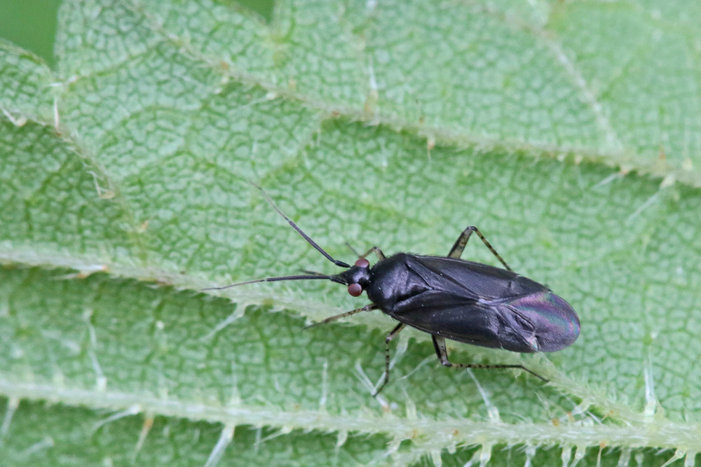 Plagiognathus arbustorum