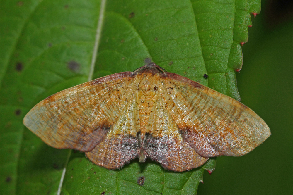 La Phalène linéolée (Plagodis dolabraria)
