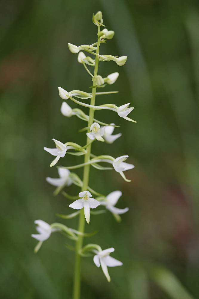 Platanthère à 2 feuilles (Platanthera bifolia)