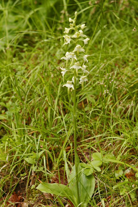 Platanthère verdâtre (Platanthera chloranta)