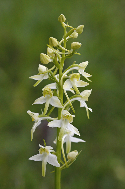 Platanthère verdâtre (Platanthera chloranta)