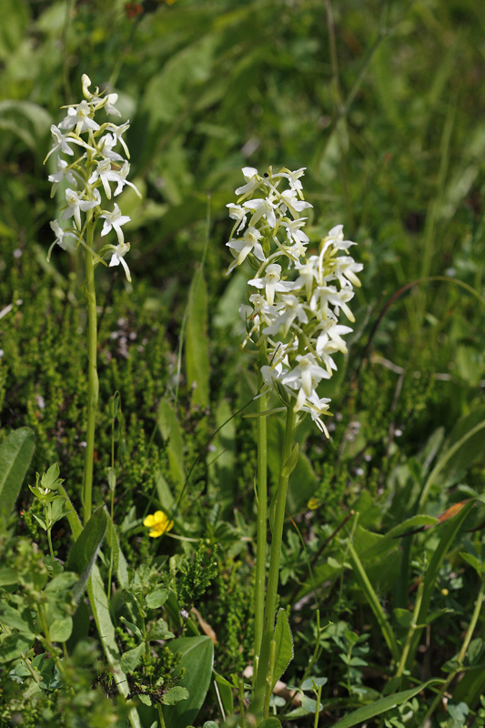 Platanthère verdâtre (Platanthera chloranta)