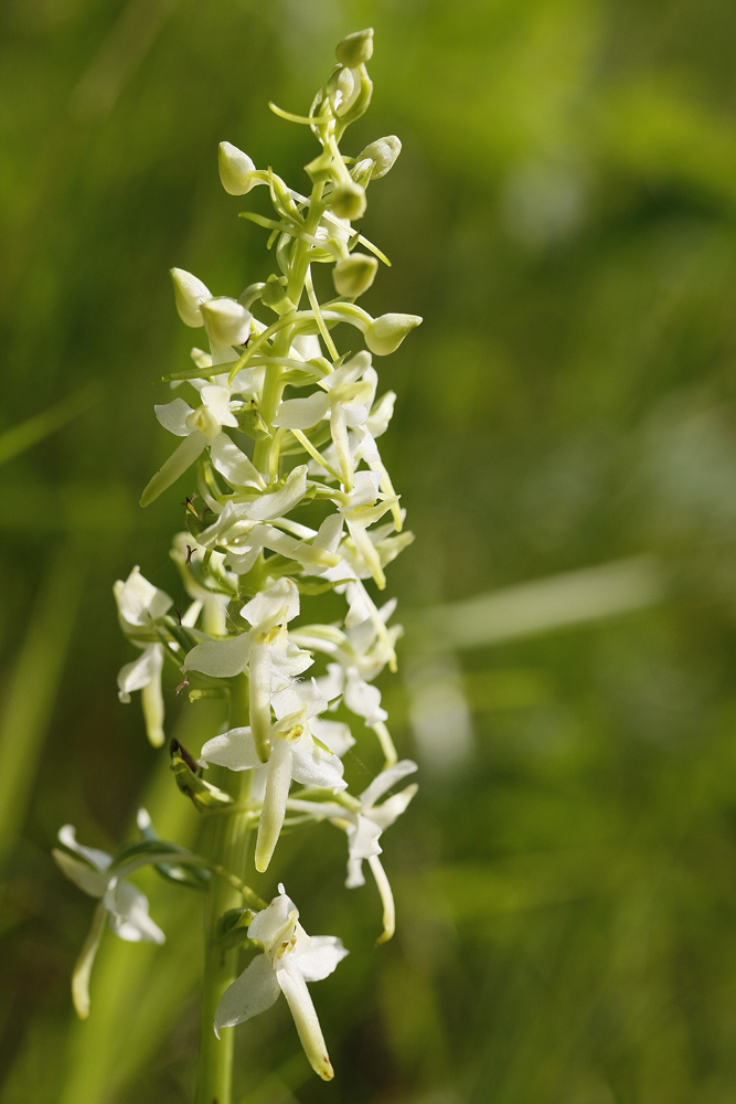 Platanthère à 2 feuilles (Platanthera bifolia)