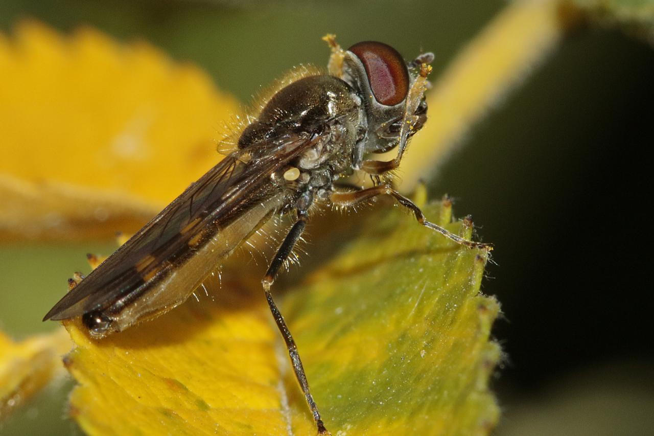 Platycheirus scutatus