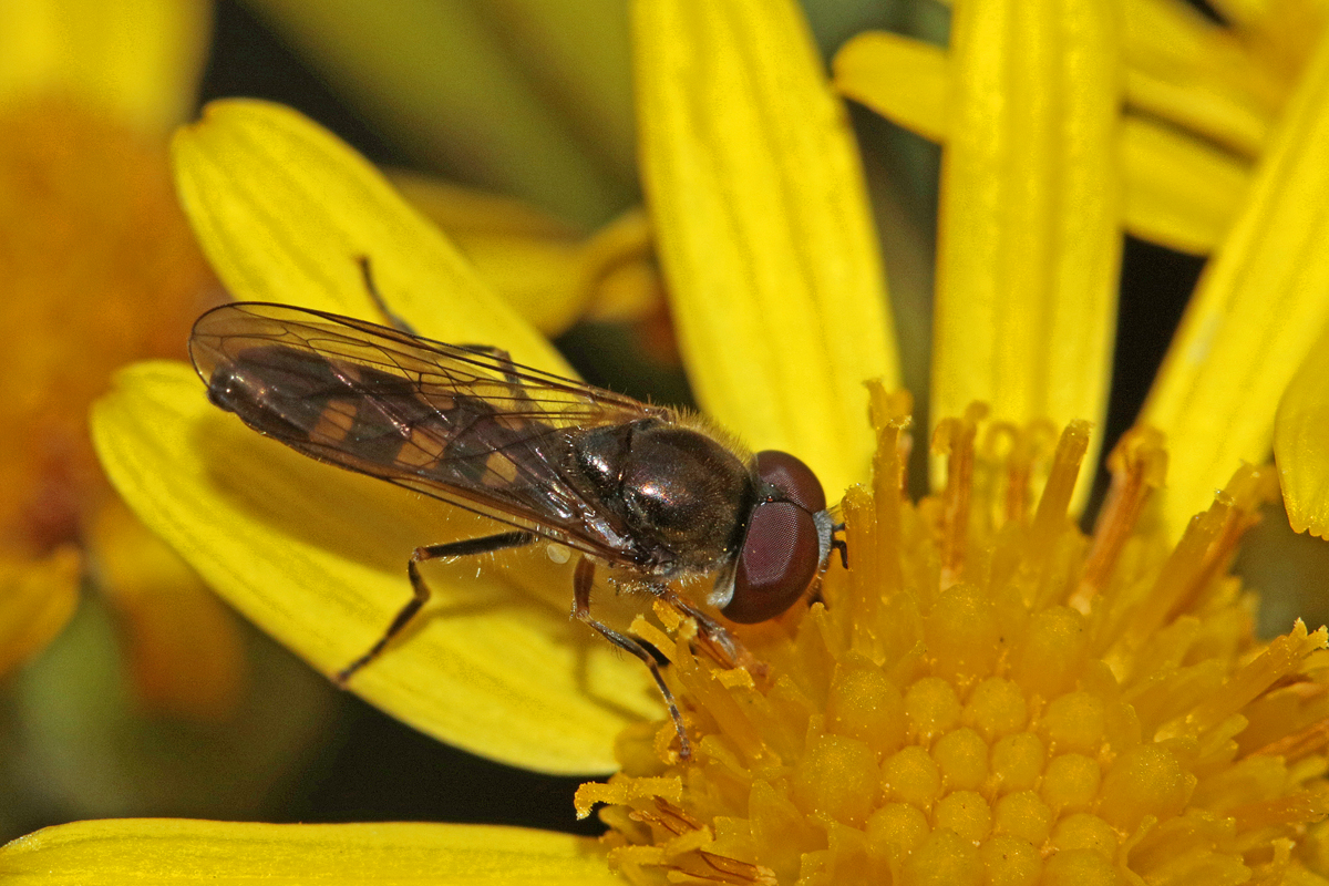 Platycheirus scutatus