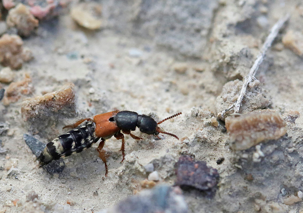 Staphylin (Platydracus stercorarius)