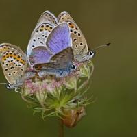 L'Azuré de l'ajonc ou Petit argus (Plebejus argus)