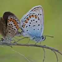 L'Azuré de l'ajonc ou Petit argus (Plebejus argus) couple.