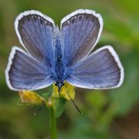 L'Azuré de l'ajonc ou Petit argus (Plebejus argus) mâle.