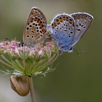 L'Azuré de l'ajonc ou Petit argus (Plebejus argus) couple.