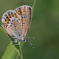 L'Azuré de l'ajonc ou Petit argus (Plebejus argus) femelle.