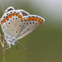 L'Azuré des coronilles (Plebejus argyrognomon )