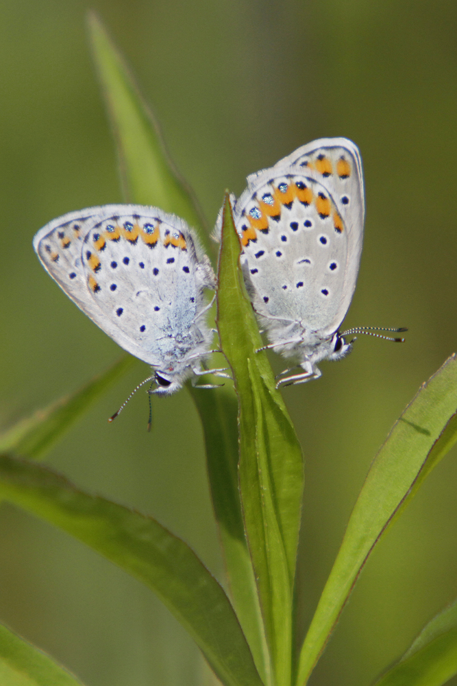 L'Azuré des coronilles (Plebejus argyrognomon ) couple.