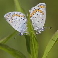 L'Azuré des coronilles (Plebejus argyrognomon ) couple.