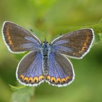 L'Azuré des coronilles (Plebejus argyrognomon ) femelle.