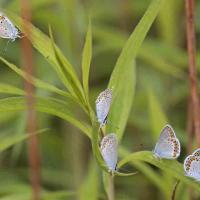 L'Azuré des coronilles (Plebejus argyrognomon )