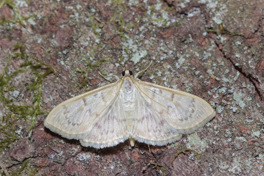 La Pyrale du houblon (Pleuroptya ruralis)