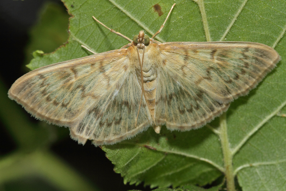 La Pyrale du houblon (Pleuroptya ruralis)