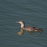 Plongeon catmarin (Gavia stellata)