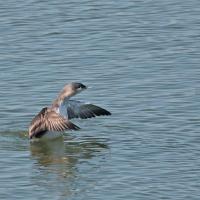 Plongeon catmarin (Gavia stellata)