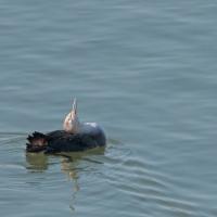 Plongeon catmarin (Gavia stellata)