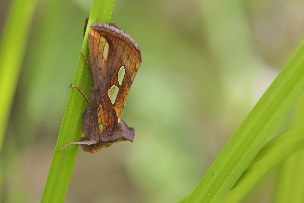 La Plusie des fétuques (Plusia festucae)