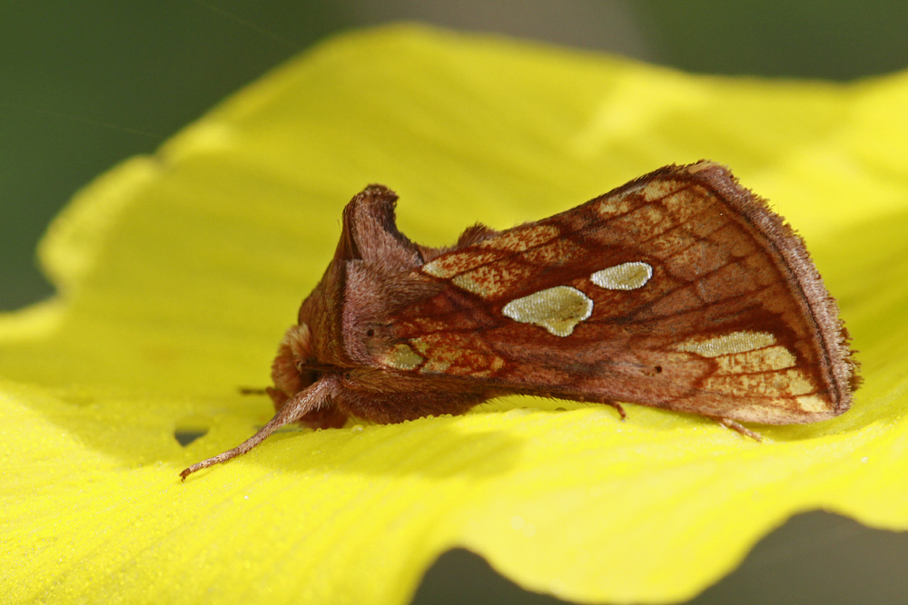 La Plusie des fétuques (Plusia festucae)