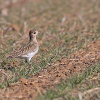 Pluvier doré (Pluvialis apricaria)