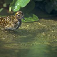 Pluvier doré (Pluvialis apricaria)
