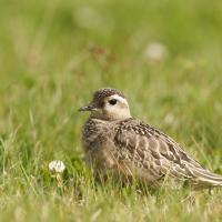Pluvier guignard (Charadrius morinellus)