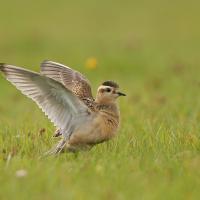 Pluvier guignard (Charadrius morinellus)