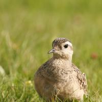 Pluvier guignard (Charadrius morinellus)